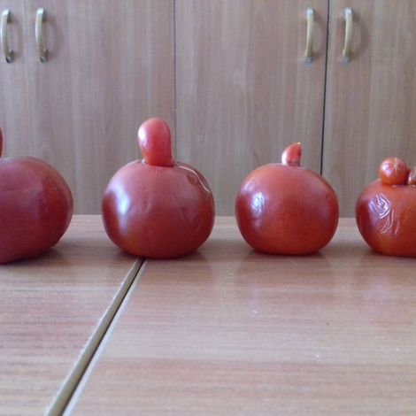 Семейство &laquo;носатых&raquo; помидоров с приусадебного участка Каменской школы №2.