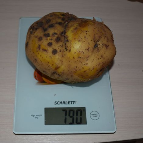Картофелина весом 790 граммов&nbsp;Леонида Романова (с. Елань).