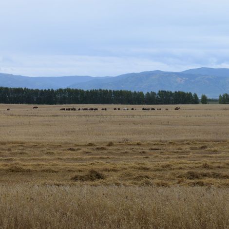 Только на одном участке овсяного поля мы обнаружили порядка сорока коней...