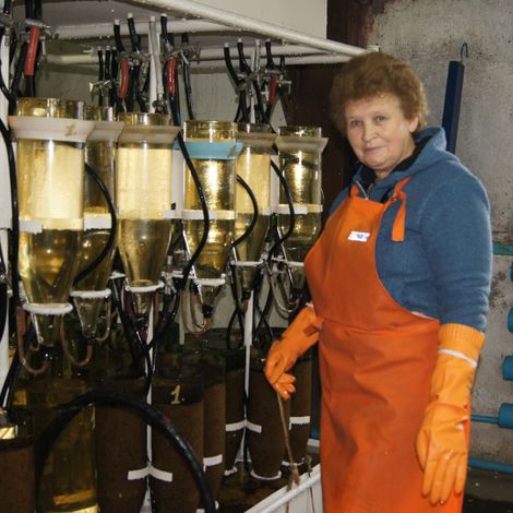 В Большереченском рыбоводном заводе. Наталья Буркова на закладке икры в&nbsp;аппараты Вейса.