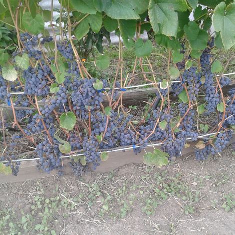 Трудно поверить, но эти виноградные лозы вьются в Каменске, в саду Татьяны Григорьевны Алексеевой.