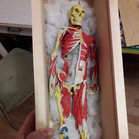 Скелет из пластилина Руслана Ишмухаметова из Выдрино (Бурятия).