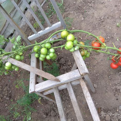 Куст помидора Георгия Ивановича Каргапольцева из Каменска, на котором уродилось 67 плодов.